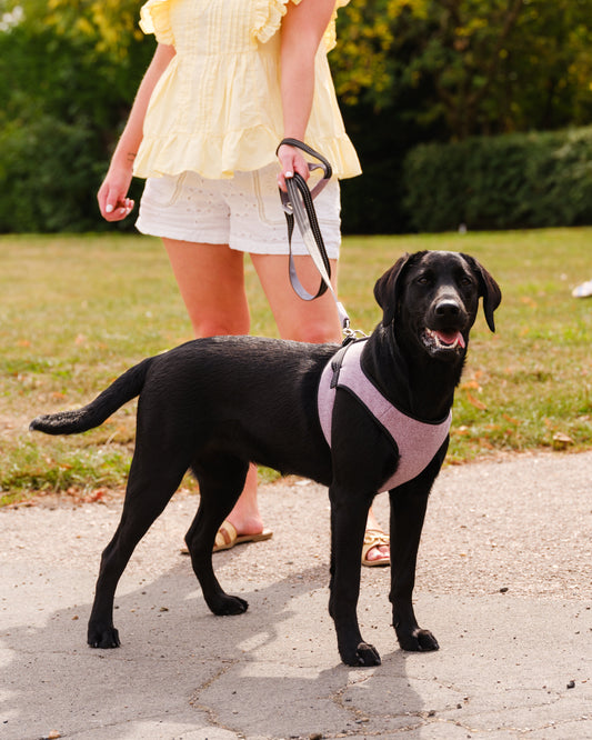Soho Poms x Bowl & Bone Republic Mayfair Harness - Lily