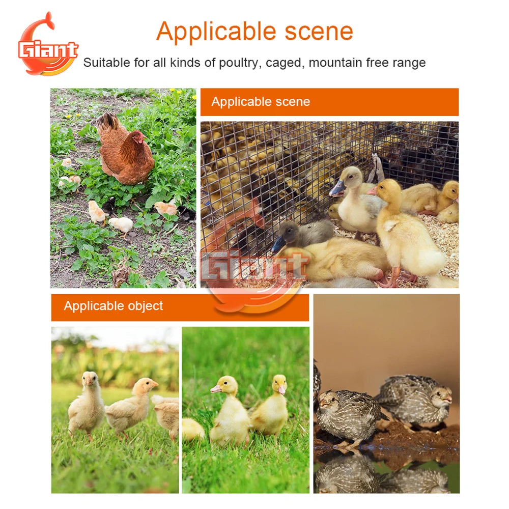 Chicken Chick Feeder & Waterer – Manger Grid Design for Easy Feeding and Drinking