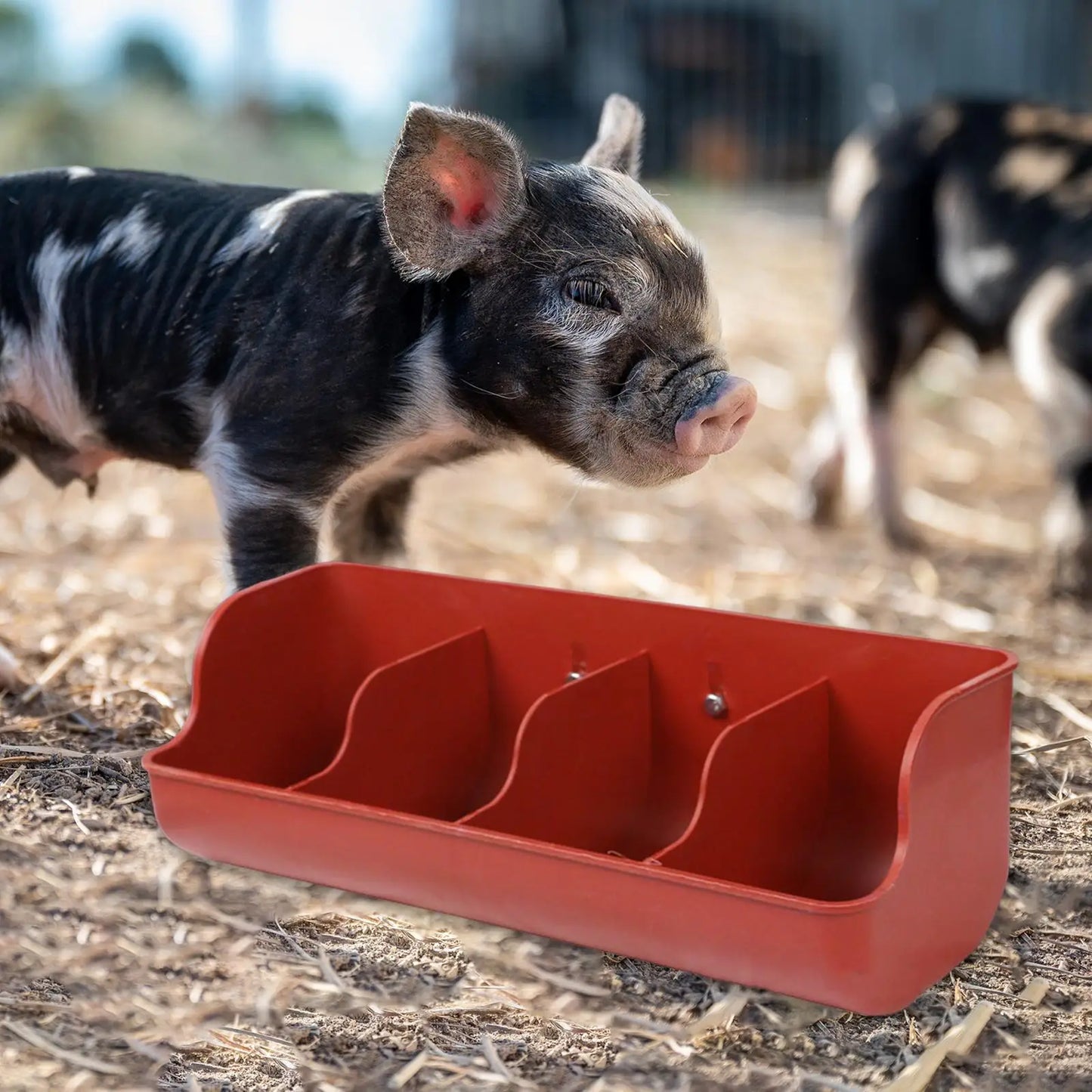 Piglet Fodder Slot Dish Feeding Bowl