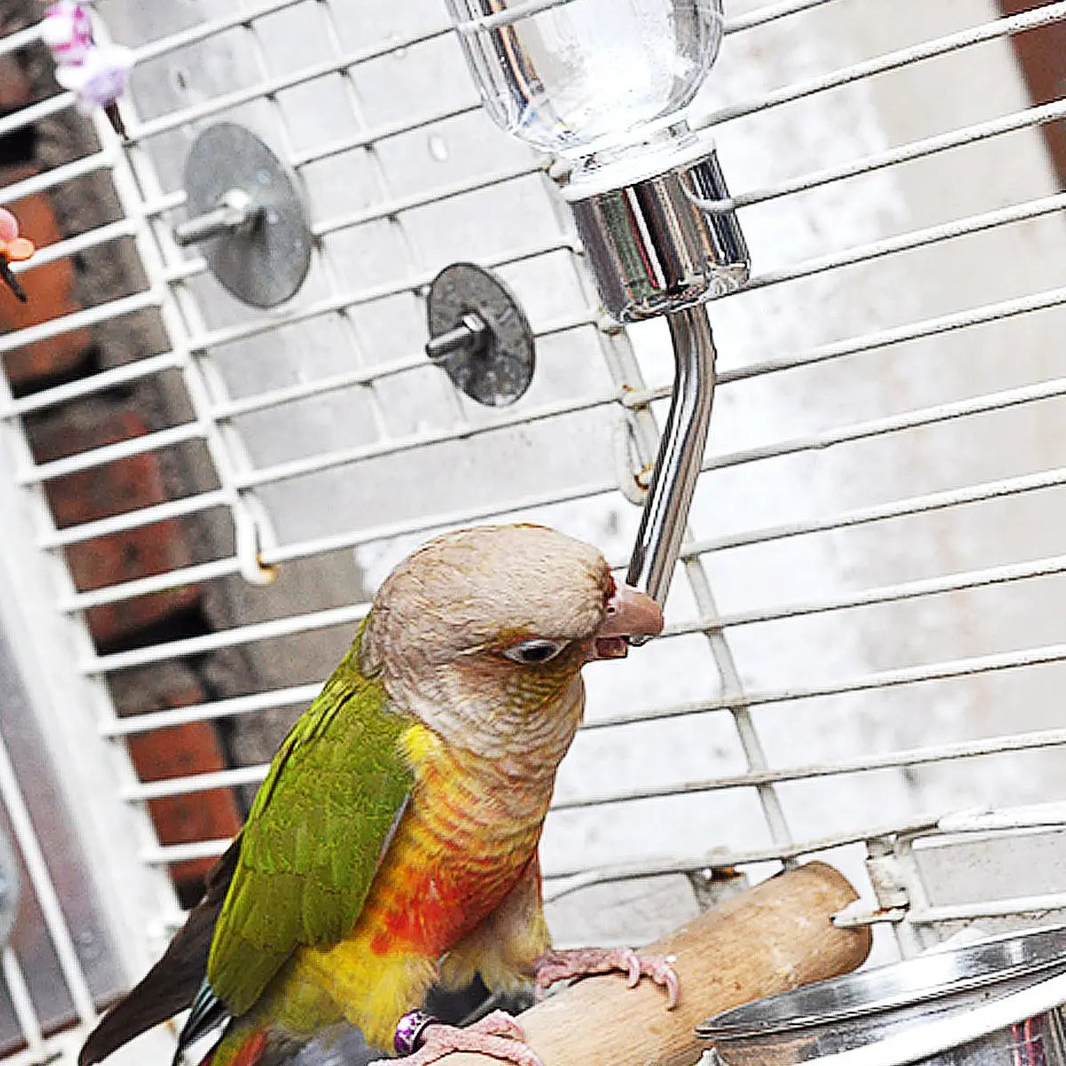 Portable Hanging Automatic Feeders & Water Dispenser