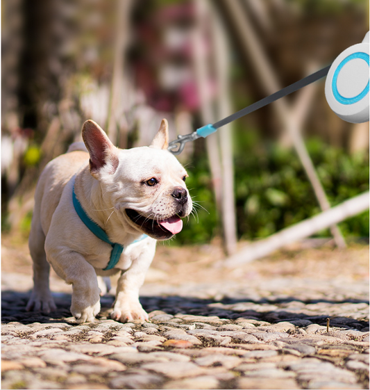 Lumi Retractable Pet Dog Lead