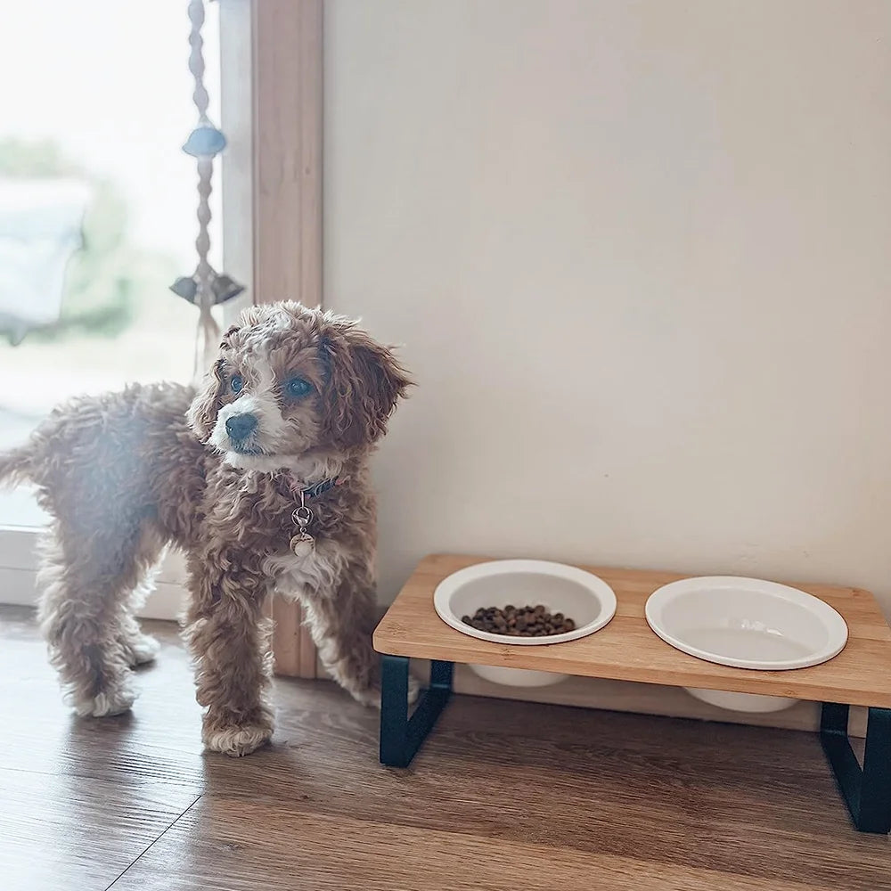 5° Tilted Elevated Pet Bowl – Stainless Steel Feeder for Cats and Puppies, Ergonomic Raised Dog Bowl