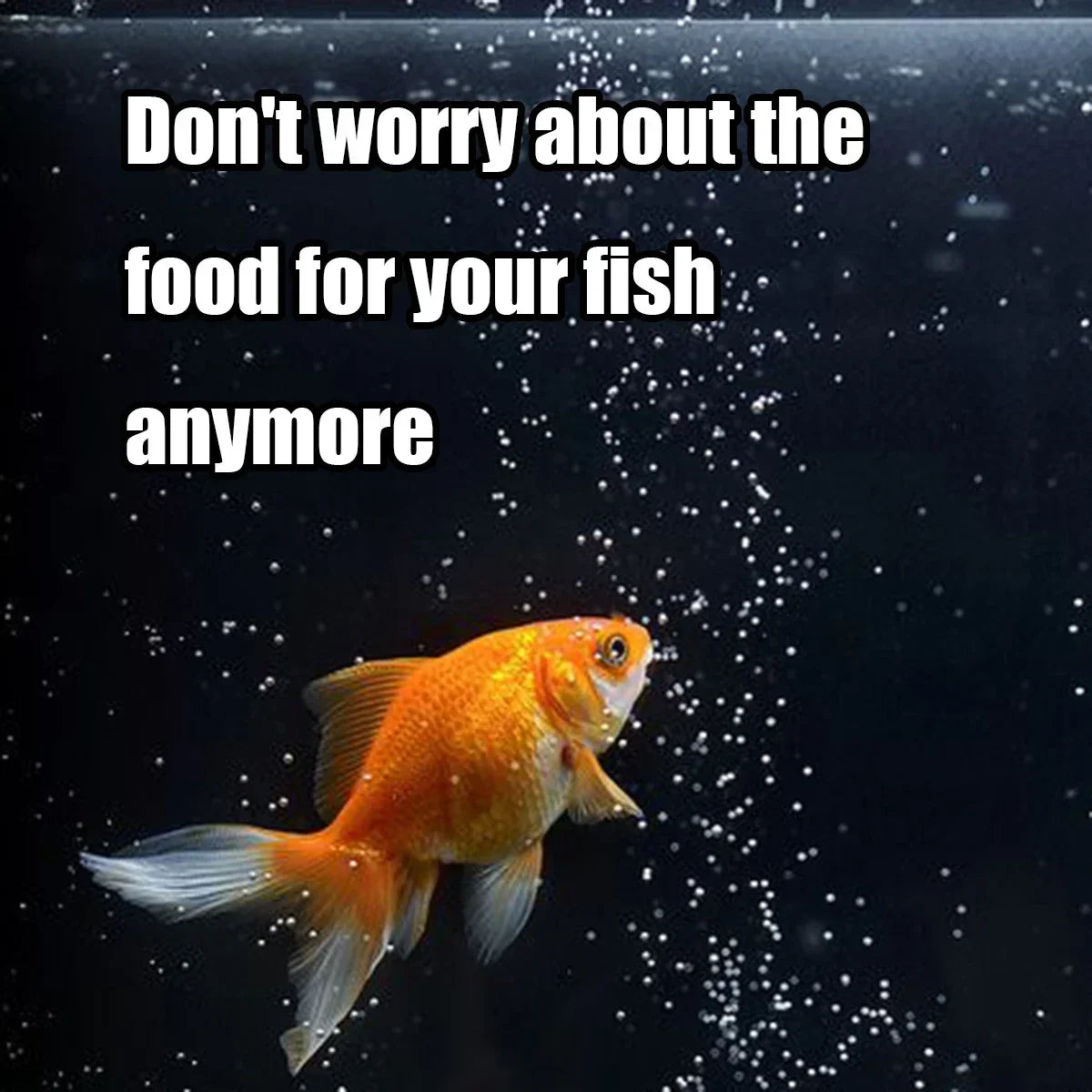 Automatic Fish Feeder for Aquariums – 100ml Capacity, Battery Operated & Easy to Set Up