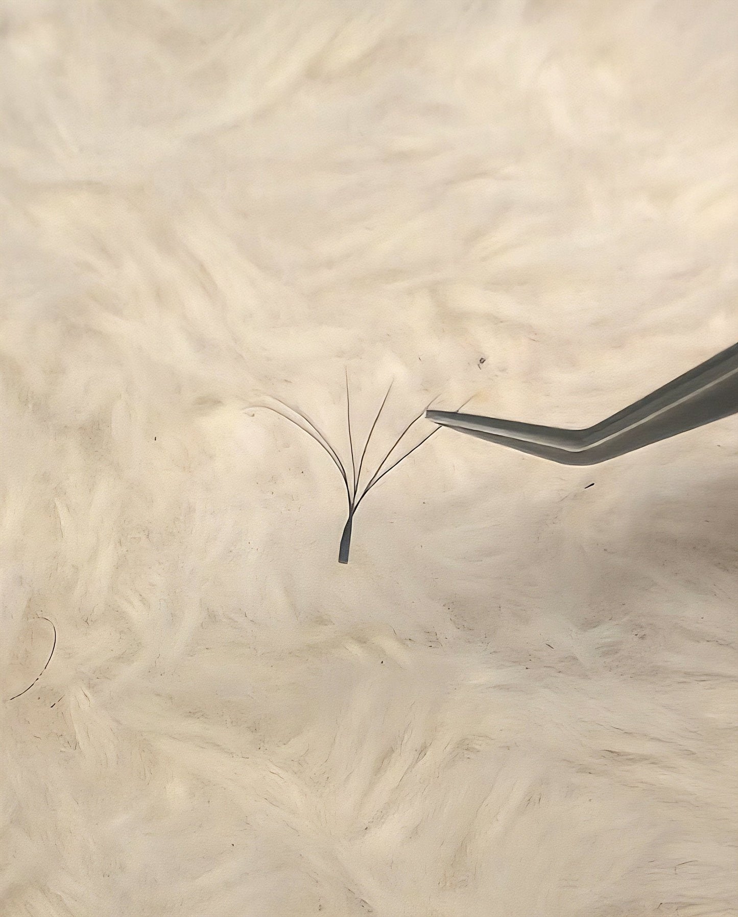 Sample Tray 6D Clover