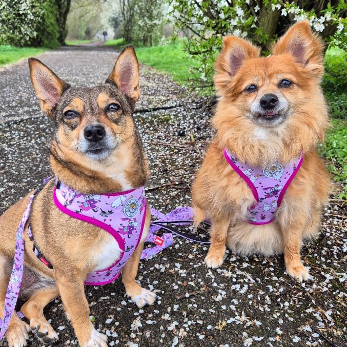 Moomins Pink Champagne Dogs Padded Harness by Soho Poms