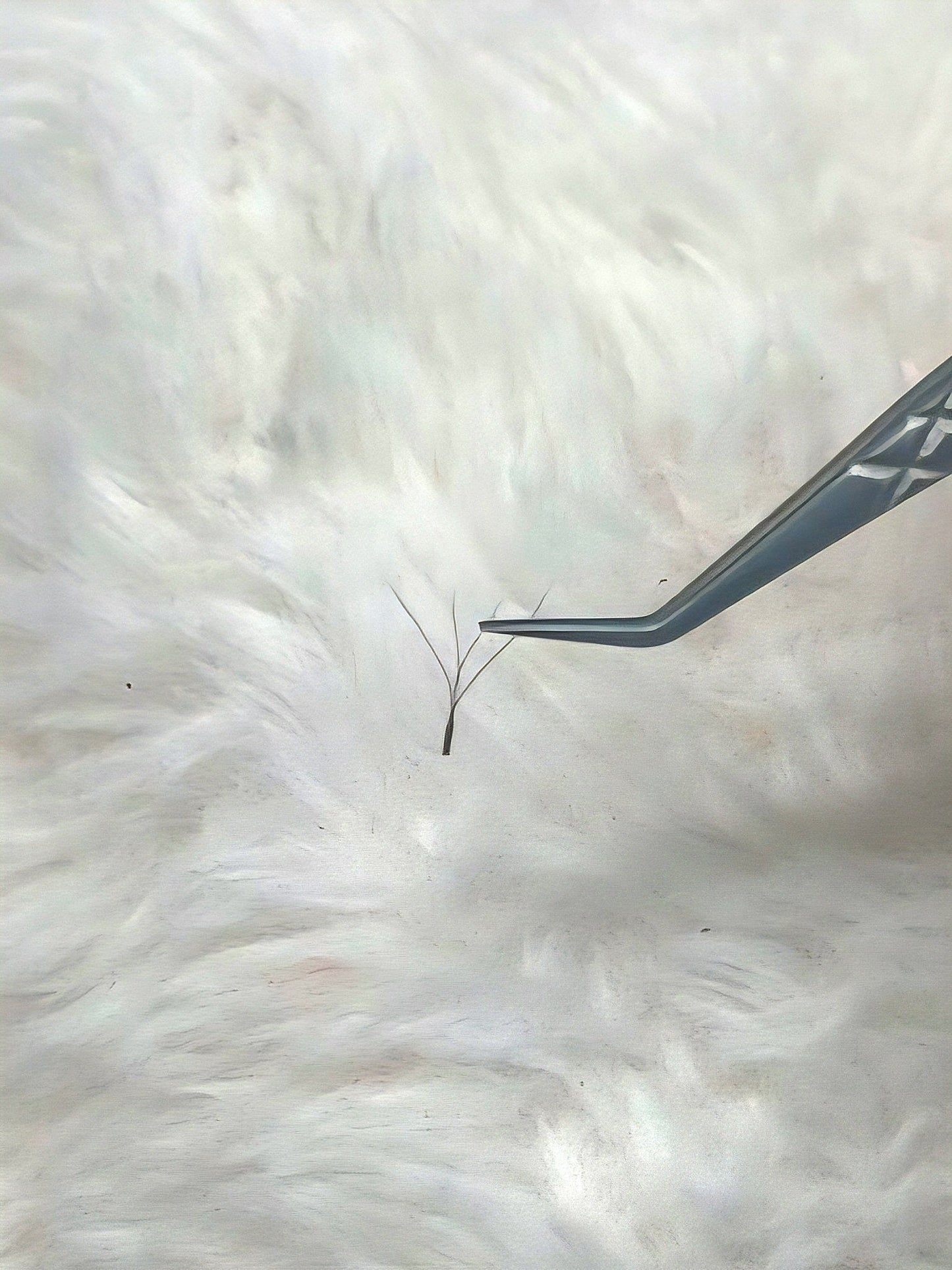 Brown 4D Clover Mixed Tray