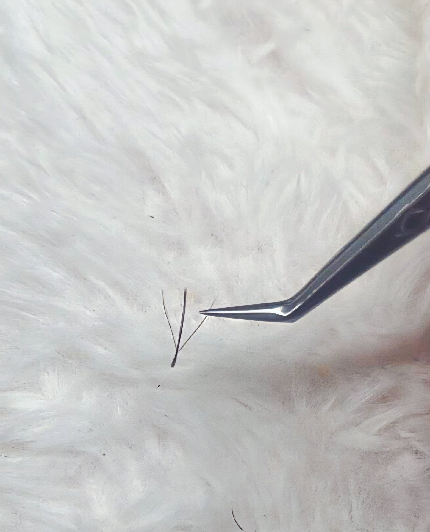 Fairy Lashes Mixed Tray